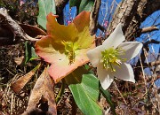 MONTE CASTELLO da Valpiana di Serina il 13 febbraio 2026 - FOTOGALLERY